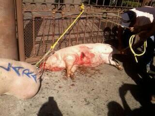 Los cerdos sacrificados llevaban escrito improperios contra Lara Lagunas.